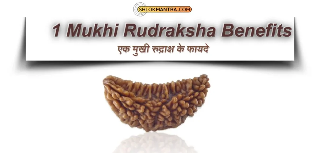 1 Mukhi Rudraksha Benefits in Hindi एक मुखी रुद्राक्ष के फायदे